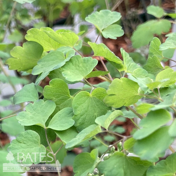 4p Thalictrum Dioicum NGN/ Early Meadow Rue Native (TN)
