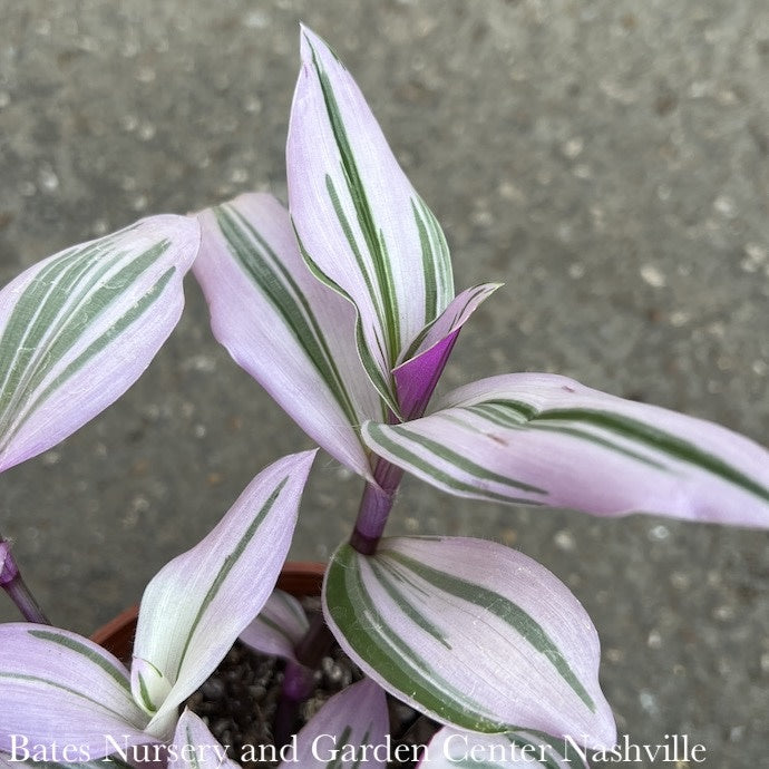  4p! Tradescantia Albiflora Nanouk Pink/ Tropical