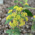  4P Zizia Aurea NGN/ Golden Alexander Native (TN)