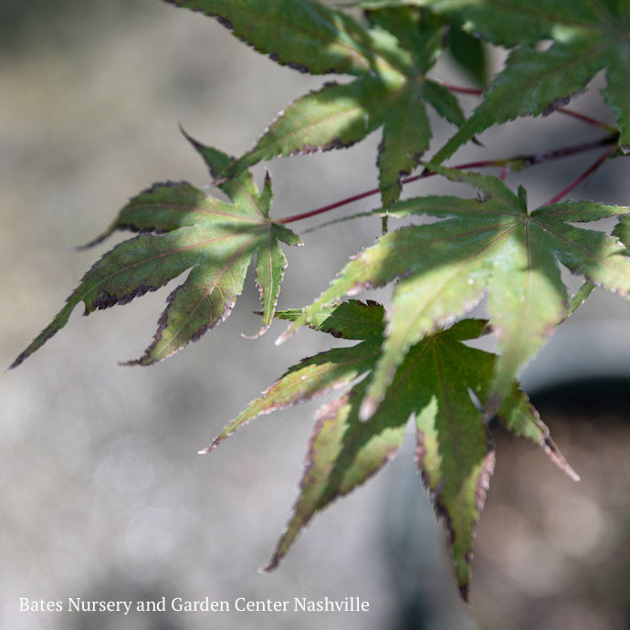  #5 Acer Pal Purple Ghost/ Dwarf Red Japanese Maple