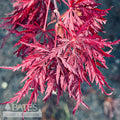  #5 Acer Pal Var Dissectum Velvet Viking/ Dwarf Weeping Red Japanese Maple