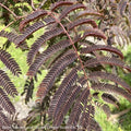  #5 Albizia Jul Chocolate Fountain/ Mimosa Tree