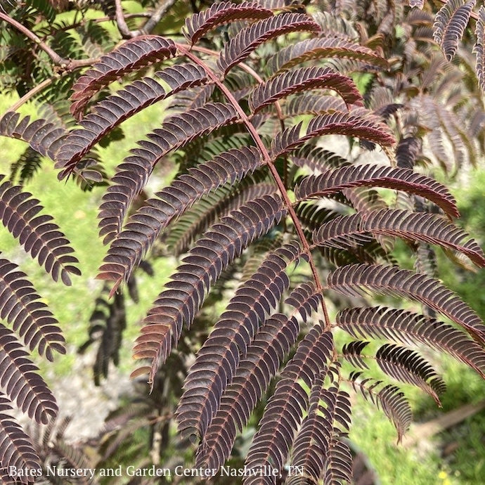  #5 Albizia Jul Chocolate Fountain/ Mimosa Tree