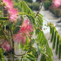  #5 Albizia Jul Ombrella/ Mimosa Tree