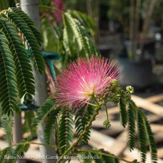  #5 Albizia Jul Ombrella/ Mimosa Tree