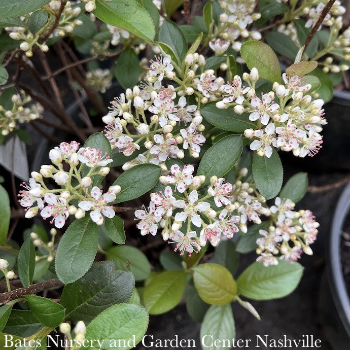  #5 Aronia Arbutifolia Brilliantissima/ Red Chokeberry Native (TN)