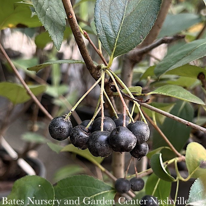  #5 Aronia Melano Autumn Magic/ Black Chokeberry Native (TN)