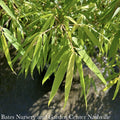  #5 Bamboo Fargesia Rufa Sunset Glow/ Clumping