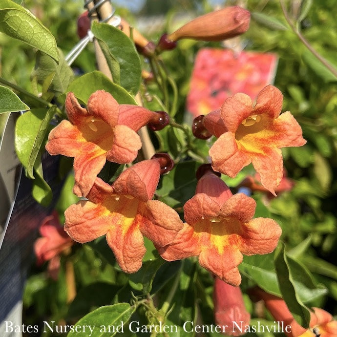  #5 Bignonia Capreo Tangerine Beauty/ Crossvine Native (TN)
