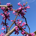  #5 Cercis Can 'Covey' Lavender Twist®/Weeping Redbud Native (TN)