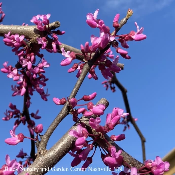  #5 Cercis Can 'Covey' Lavender Twist®/Weeping Redbud Native (TN)