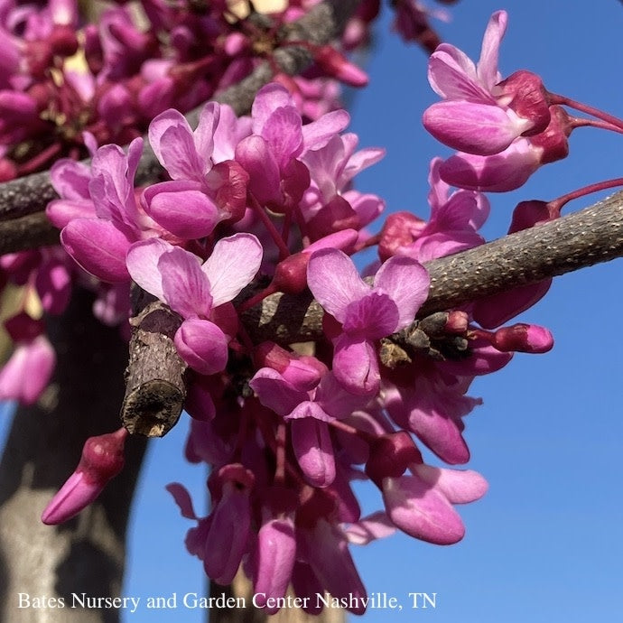  #5 Cercis Can 'Covey' Lavender Twist®/Weeping Redbud Native (TN)