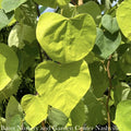  #5 Cercis Can Golden Falls/ Gold Weeping Redbud Native (TN)