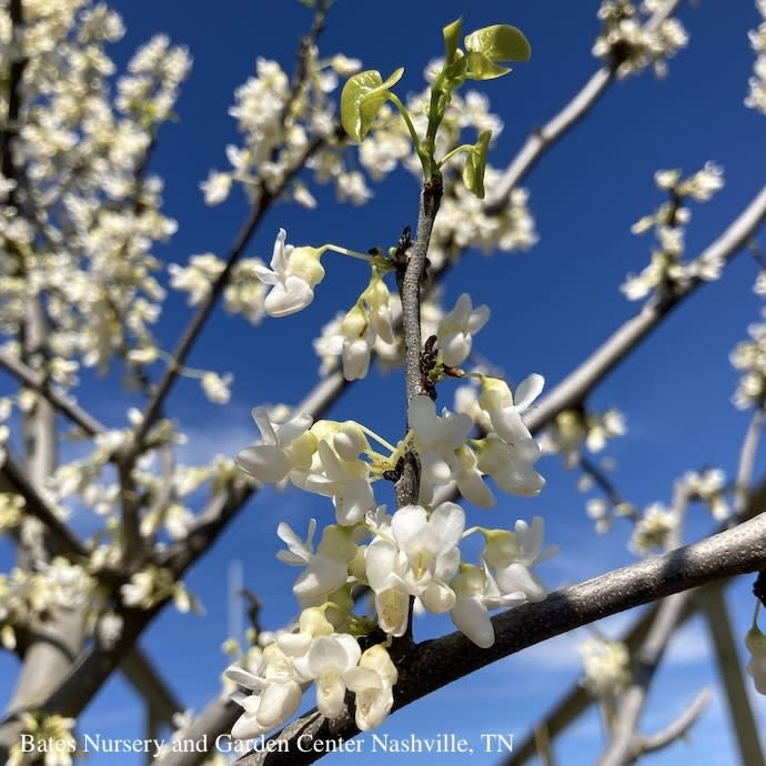  #5 Cercis Can Var Alba Royal White/ Redbud Native (TN)