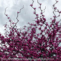  #5 Cercis Can Zig Zag/ Eastern Redbud Native (TN)