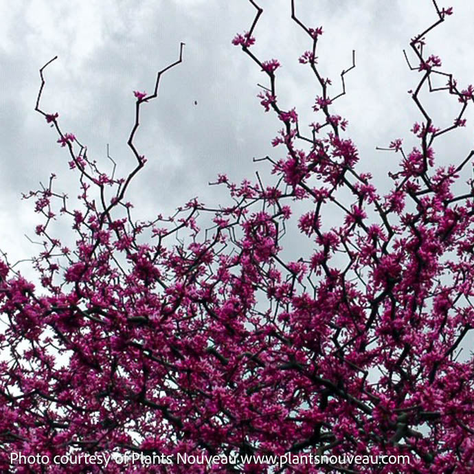  #5 Cercis Can Zig Zag/ Eastern Redbud Native (TN)