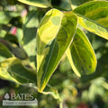  #5 Cornus Kousa X Florida Celestial Shadow/ Variegated Flowering White Dogwood