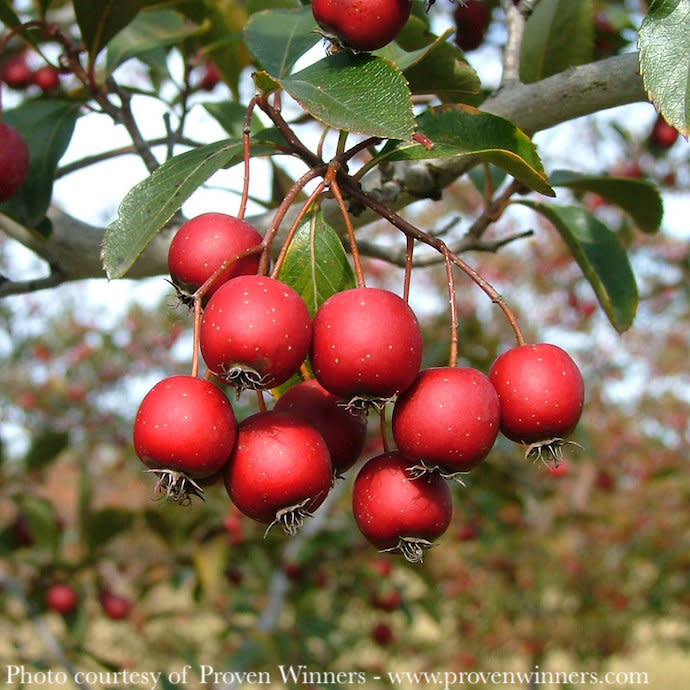  #5 Crataegus Crus-galli Var Inermis PW Crusader/ Hawthorn Native (TN)