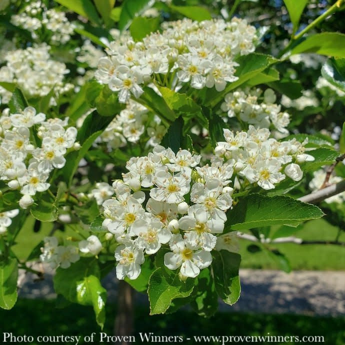  #5 Crataegus Crus-galli Var Inermis PW Crusader/ Hawthorn Native (TN)
