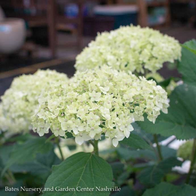 #5 Hydrangea Arb Seaside Serenade 'Bar Harbor'/ Dwarf Smooth White (Annabelle Type) Native (TN)