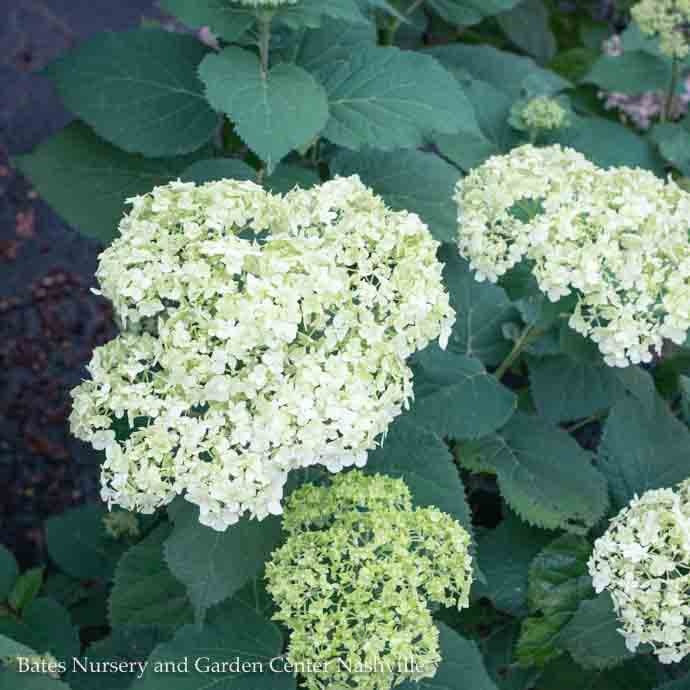 #5 Hydrangea Arb Seaside Serenade 'Bar Harbor'/ Dwarf Smooth White (Annabelle Type) Native (TN)