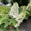  #5 Hydrangea Quer Ruby Slippers/ Dwarf Oakleaf Native (TN)