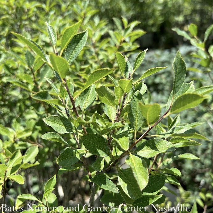  #5 Ilex Vert Little Goblin Guy/ DeciduousWinterberry Holly (male) Native (TN)