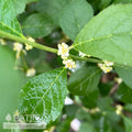  #5 Ilex Vert Mr Poppins/ Deciduous Winterberry Holly (male) Native (TN)