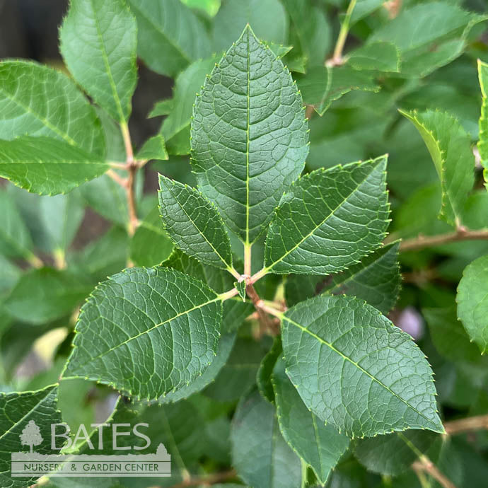  #5 Ilex Vert Mr Poppins/ Deciduous Winterberry Holly (male) Native (TN)