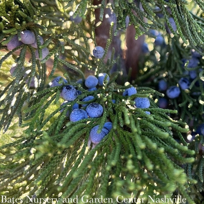  #5 Juniperus Virg Canaertii/ Upright Eastern Red Cedar Native (TN)