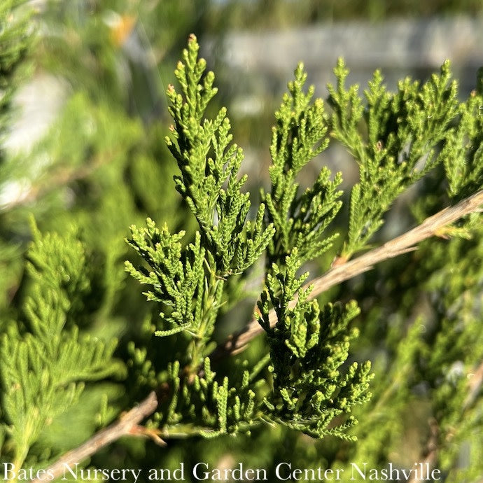  #5 Juniperus Virg Canaertii/ Upright Eastern Red Cedar Native (TN)