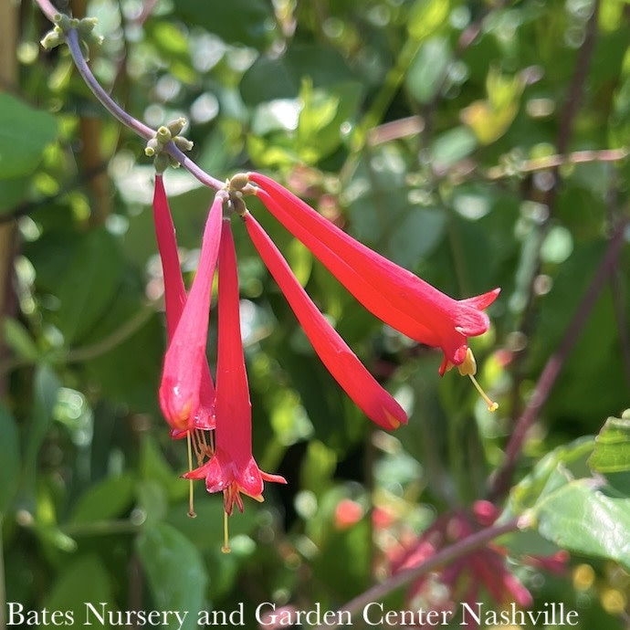  #5 Lonicera Semp Major Wheeler/ Red Coral Honeysuckle Native (TN)