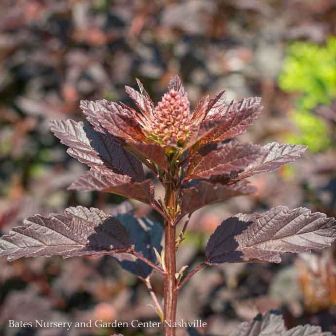  #5 Physocarpus Opulifolius Diabolo/ Ninebark Native (TN)