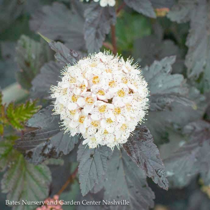  #5 Physocarpus Opulifolius Diabolo/ Ninebark Native (TN)