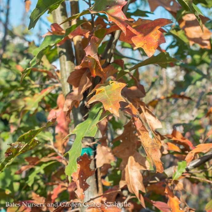  #5 Quercus Nuttallii/ Nuttall Oak Native (TN)