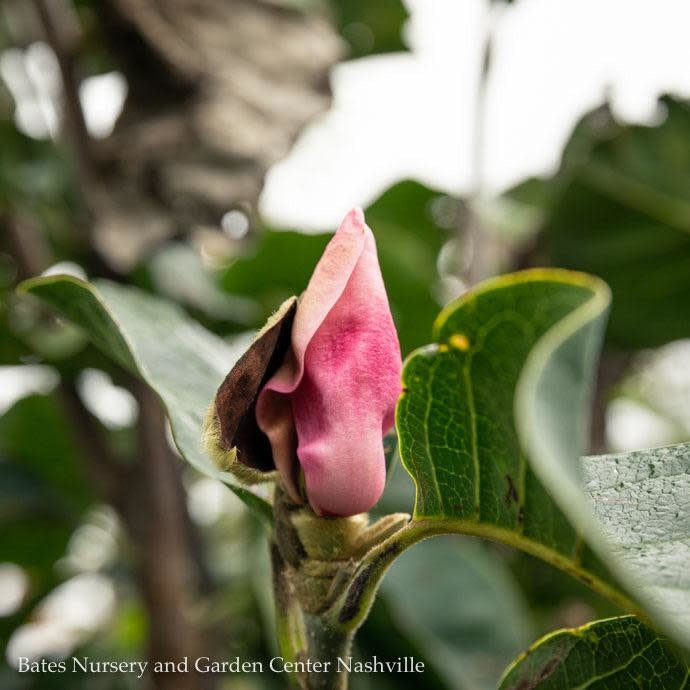  #5 SINGLE Magnolia X Soul Black Tulip/ Deciduous Dark Purple-pink Saucer
