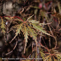  #5 STK Acer Pal Var Diss Tamukeyama/ Red Weeping Japanese Maple