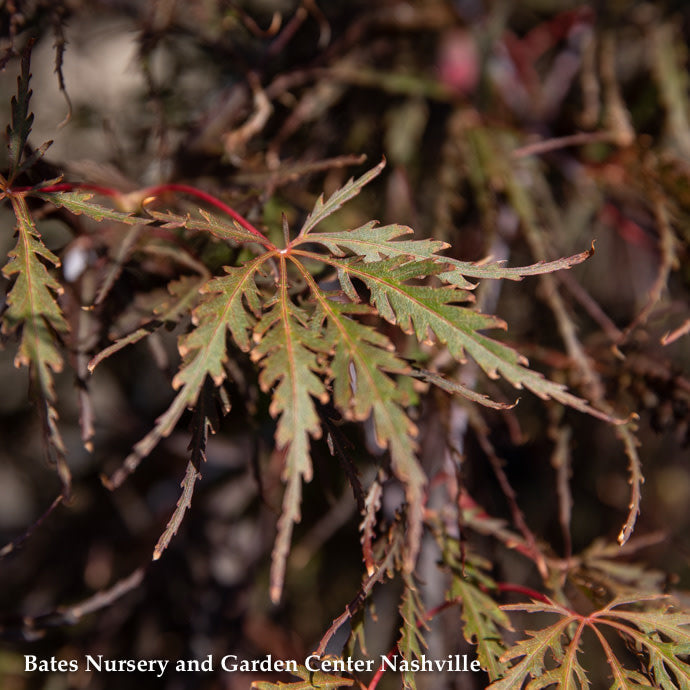  #5 STK Acer Pal Var Diss Tamukeyama/ Red Weeping Japanese Maple