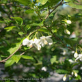  #5 Styrax Japonicus/ Japanese Snowbell