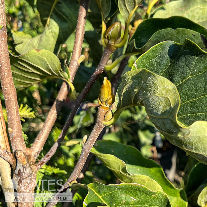  #5 TREE Magnolia X Sunsation/ SINGLE Deciduous Yellow