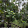  #5 Ulmus Americana/ American Elm Native (TN)