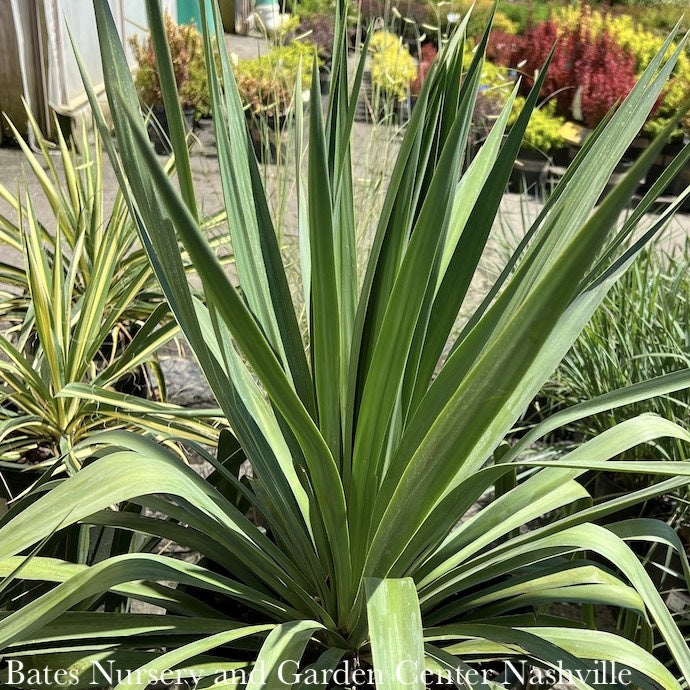  #5 Yucca Recurvifolia Pendula/ Soft Leaf Native (R)