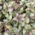  5p! Callisia Repens Wandering Dude / Bolivian Jew Plant In Clay Pot/Tropical