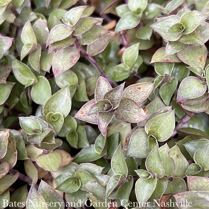  5p! Callisia Repens Wandering Dude / Bolivian Jew Plant In Clay Pot/Tropical