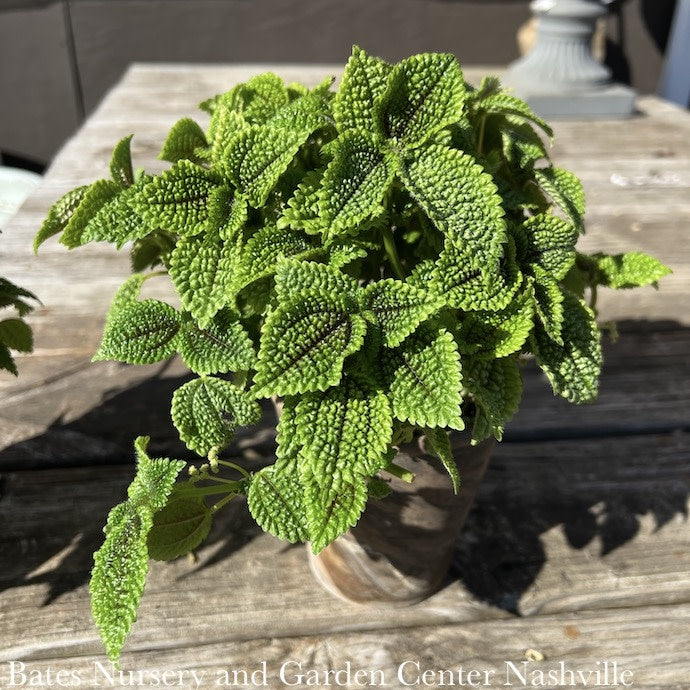  5p! Pilea Moon Valley In Clay Pot /Tropical