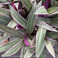  5p! Rhoeo Tricolor /Moses-in-the-Cradle In Clay Pot /Tropical