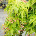  #6 Acer Pal Mikawa Yatsubusa/ Dwarf Green Japanese Maple