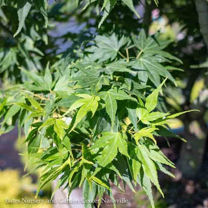  #6 Acer Pal Mikawa Yatsubusa/ Dwarf Green Japanese Maple