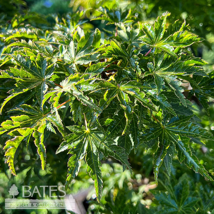  #6 Acer Pal Ojishi/ Upright Green Male Lion’s Head Japanese Maple