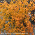  #6 Acer Pal Omure Yama/ Upright Cascading Green Japanese Maple